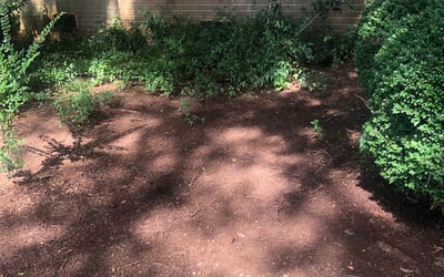 Photo of Elizabeth G.'s yard after getting tree care in Gastonia, NC