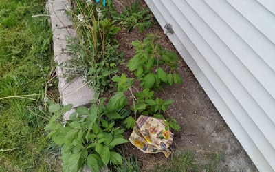Photo of Mary M.'s yard after getting landscaping in Hartford, WI