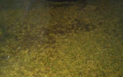 Photo of Shontonio S.'s yard after getting landscaping in Dobbin, TX