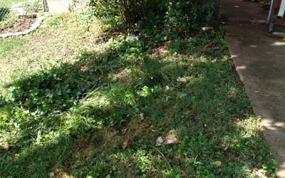 Photo of Ryan B.'s yard after getting landscaping in Waverly, MO