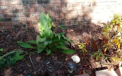 Photo of Jessica M.'s yard after getting landscaping in Sheridan, IN