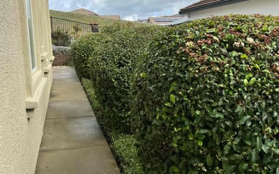 Photo of Robert Z.'s yard after getting landscaping in Camino, CA