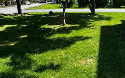 Photo of Zulfan B.'s yard after getting lawn care in New City, NY