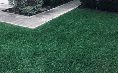 Photo of Dawn G.'s yard after getting tree care in New Braunfels, TX