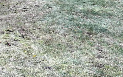 Photo of Mohammad H.'s yard after getting tree care in Deer Park, NY