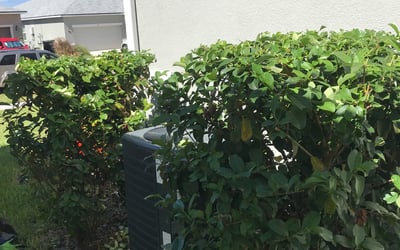 Photo of Kimberly J.'s yard after getting tree care in Davenport, FL