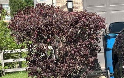 Photo of Michael L.'s yard after getting landscaping in North Bend, OH
