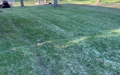 Photo of Ryan M.'s yard after getting tree care in Brainerd, MN