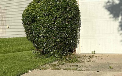 Photo of Keno C.'s yard after getting tree care in Charlotte, NC