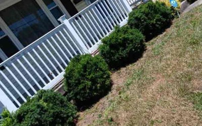Photo of Barbara H.'s yard after getting tree care in Cincinnati, OH
