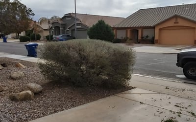 Photo of Ravi G.'s yard after getting tree care in Coolidge, AZ