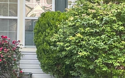 Photo of Freddie L.'s yard after getting landscaping in Curtis Bay, MD