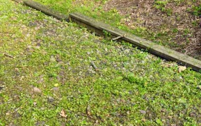 Photo of Joy M.'s yard after getting tree care in River Falls, WI