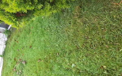 Photo of William M.'s yard after getting landscaping in Milford, MA