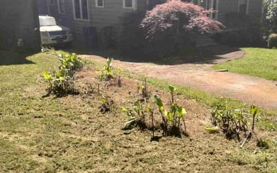 Photo of Karen L.'s yard after getting tree care in Lilburn, GA