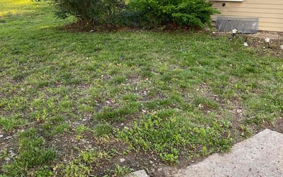 Photo of Jennifer A.'s yard after getting landscaping in Lees Summit, MO