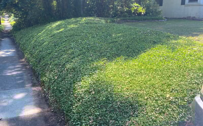 Photo of Michael S.'s yard after getting landscaping in Sopchoppy, FL