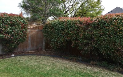 Photo of Scott S.'s yard after getting landscaping in Forreston, TX