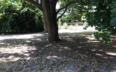 Photo of Thomas W.'s yard after getting landscaping in Port Washington, WI