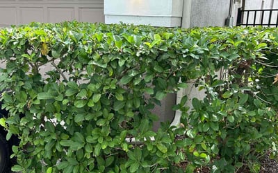Photo of Michael B.'s yard after getting landscaping in Tampa, FL