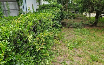 Photo of Emily W.'s yard after getting landscaping in Gainesville, FL
