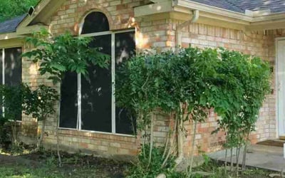 Photo of Rachel W.'s yard after getting landscaping in Arlington, TX