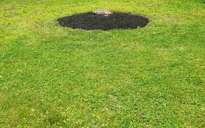 Photo of Robert H.'s yard after getting landscaping in Sparrows Point, MD