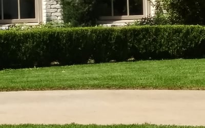 Photo of Laura M.'s yard after getting landscaping in Mabank, TX