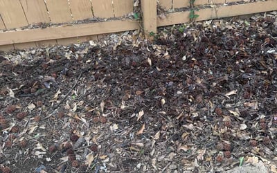 Photo of Matthew F.'s yard after getting landscaping in Roswell, GA