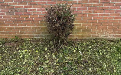 Photo of Keno C.'s yard after getting tree care in Charlotte, NC