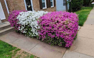 Photo of Brigit S.'s yard after getting landscaping in Middletown, MD