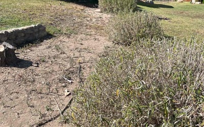 Photo of Sonja N.'s yard after getting tree care in San Bernardino, CA