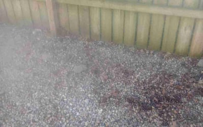 Photo of Lynn B.'s yard after getting landscaping in Harrisburg, OH