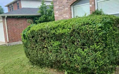 Photo of Mark R.'s yard after getting landscaping in Mckinney, TX