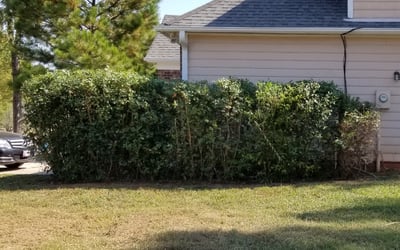 Photo of JoAnn C.'s yard after getting landscaping in East Spencer, NC