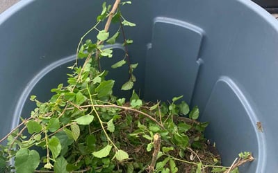 Photo of Paul L.'s yard after getting tree care in Richmond, VA