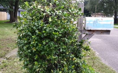Photo of Sarah S.'s yard after getting landscaping in Sanderson, FL