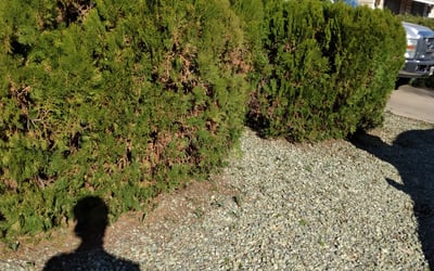 Photo of Sherry L.'s yard after getting landscaping in Bapchule, AZ