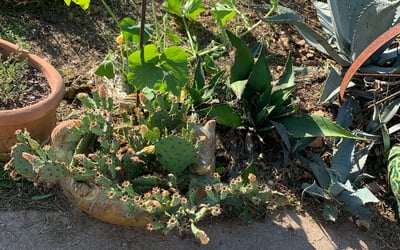 Photo of Sam S.'s yard after getting landscaping in Staples, TX