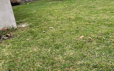 Photo of Lori S.'s yard after getting landscaping in Trilby, FL