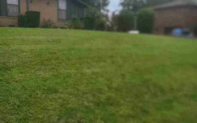 Photo of Penelope B.'s yard after getting landscaping in Davidson, TN