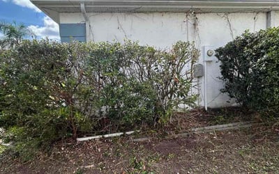 Photo of Gina C.'s yard after getting tree care in Spring Hill, FL