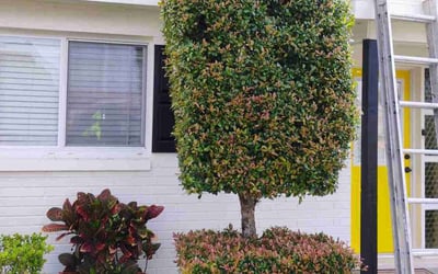 Photo of Edward M.'s yard after getting landscaping in Holiday, FL