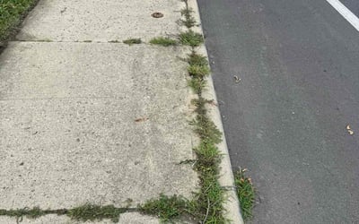 Photo of Jennifer C.'s yard after getting tree care in Logan, OH