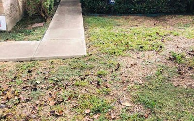 Photo of Brittany K.'s yard after getting landscaping in Yancey, TX