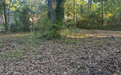 Photo of Justin S.'s yard after getting landscaping in Charleston, SC