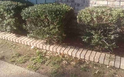 Photo of Pamela M.'s yard after getting landscaping in Prague, OK