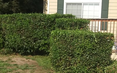 Photo of Jordan D.'s yard after getting landscaping in Oakdale, CA