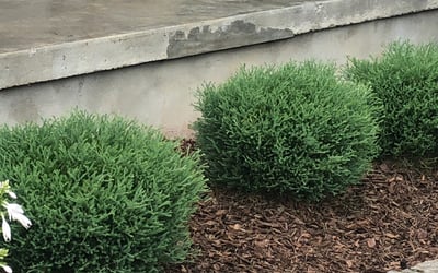Photo of Courtney P.'s yard after getting landscaping in Antioch, TN