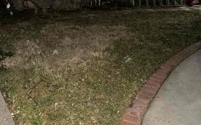 Photo of Brian B.'s yard after getting landscaping in Los Angeles, CA